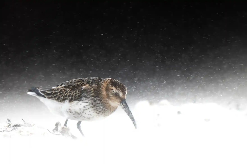 Categoría Fotógrafo de aves jóvenes del año: Levi Fitze fue el ganador con una imagen de un ejempar de un playero común. La imagen fue tomada en Alemania.