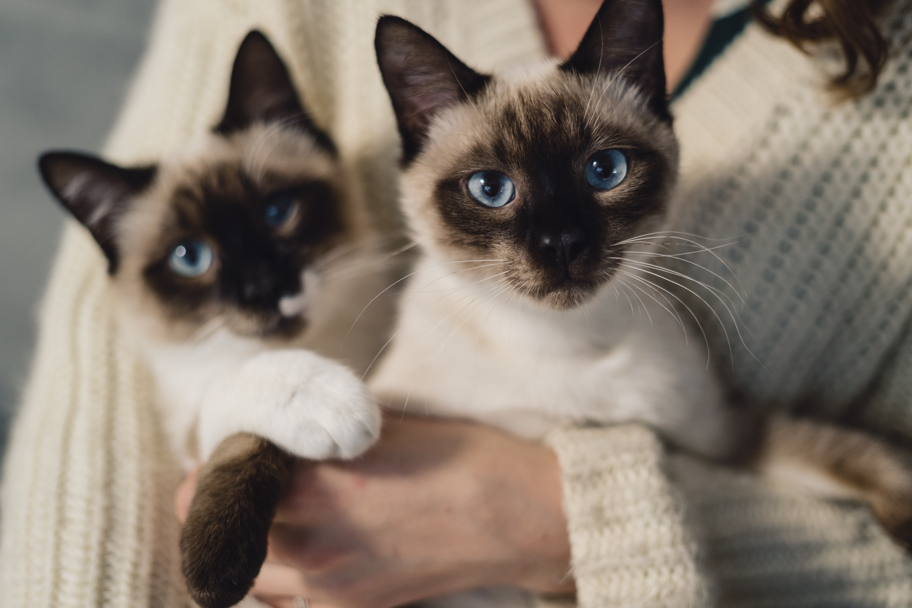 Gatos siameses