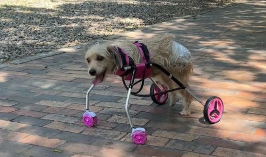 Emotiva entrega: perrita que perdió sus patas delanteras recibió silla de ruedas