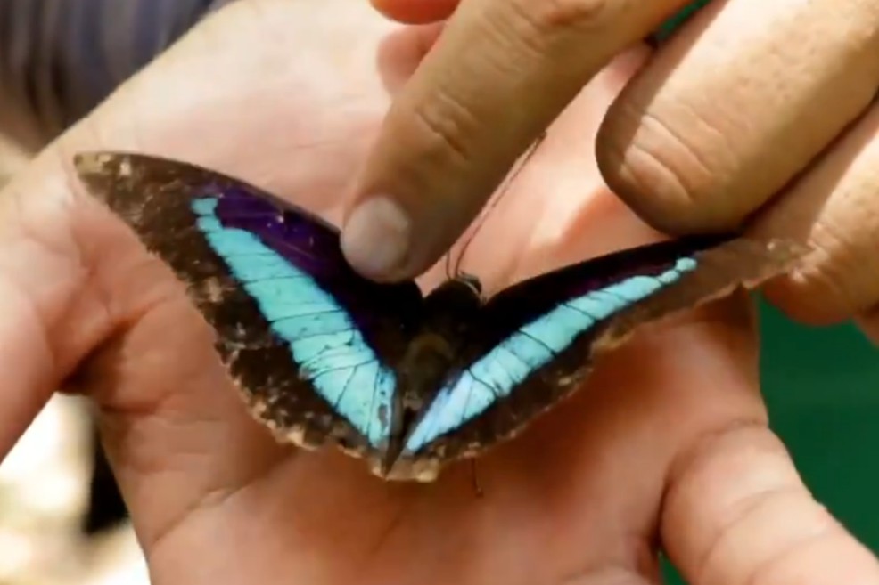 Tomada del vídeo del Humboldt. 