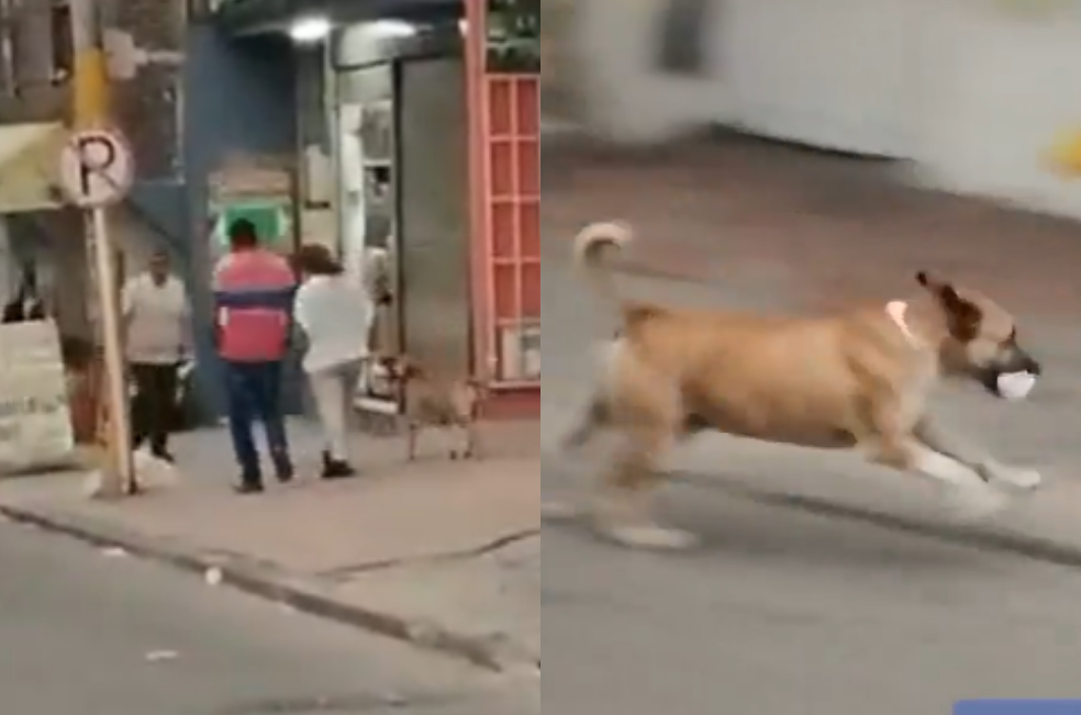 Perro callejero huye tras robar un kilo de carne en Bogotá: video del “delito”