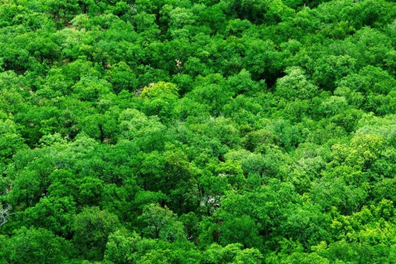 Así se recupera uno de los bosques nativos más ricos en biodiversidad del mundo
