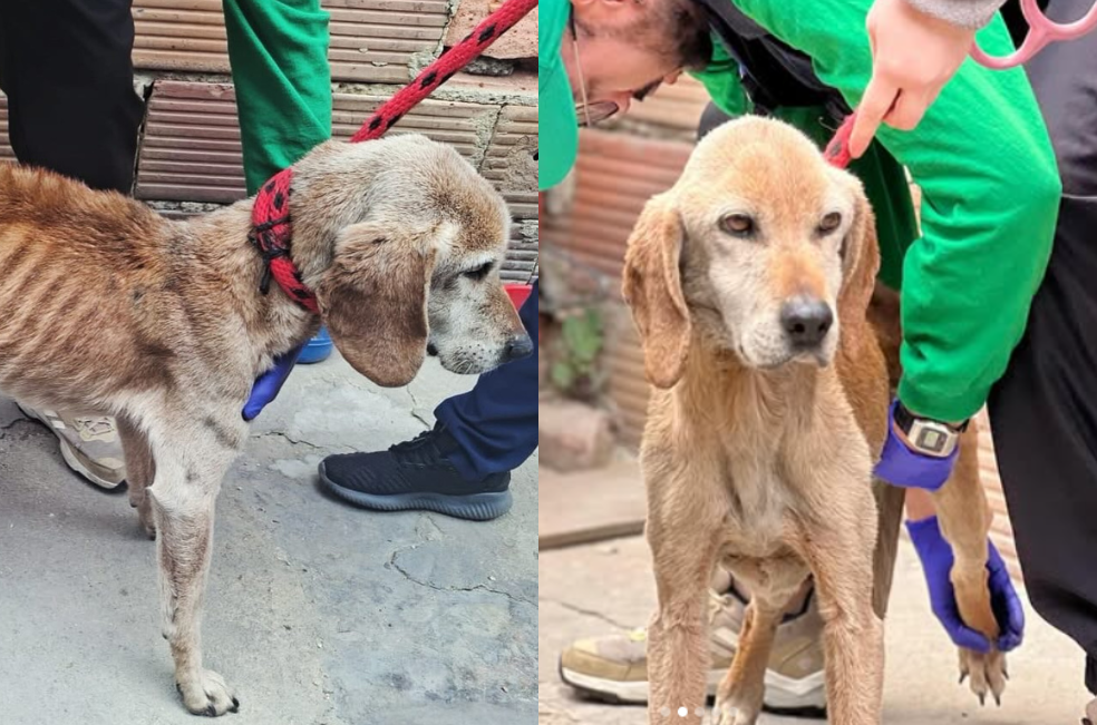 Rescatan a Coffe, un perro con desnutrición extrema en Ciudad Bolívar
