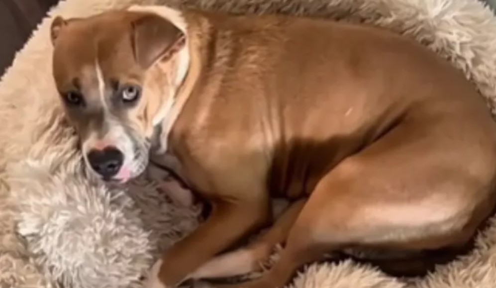 Pitbull rescatada dio a luz a 10 cachorros: todos fueron adoptados, menos ella