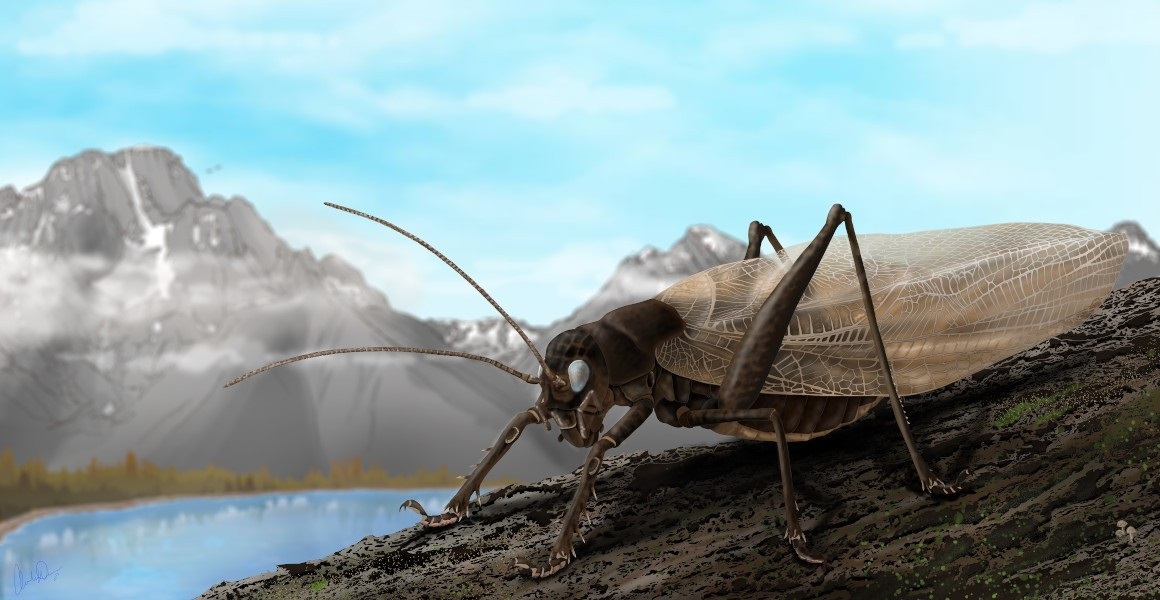 Este insecto fue visto por última vez en 1869, pero ha vuelto “cantar”