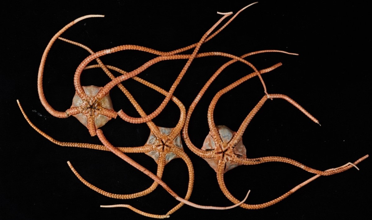 Así se conectan los océanos desde el fondo: el legado de las estrellas frágiles