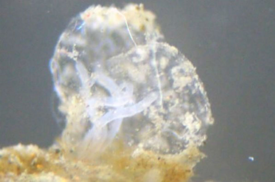 Imagen del 'Osedax deceptionensis' 