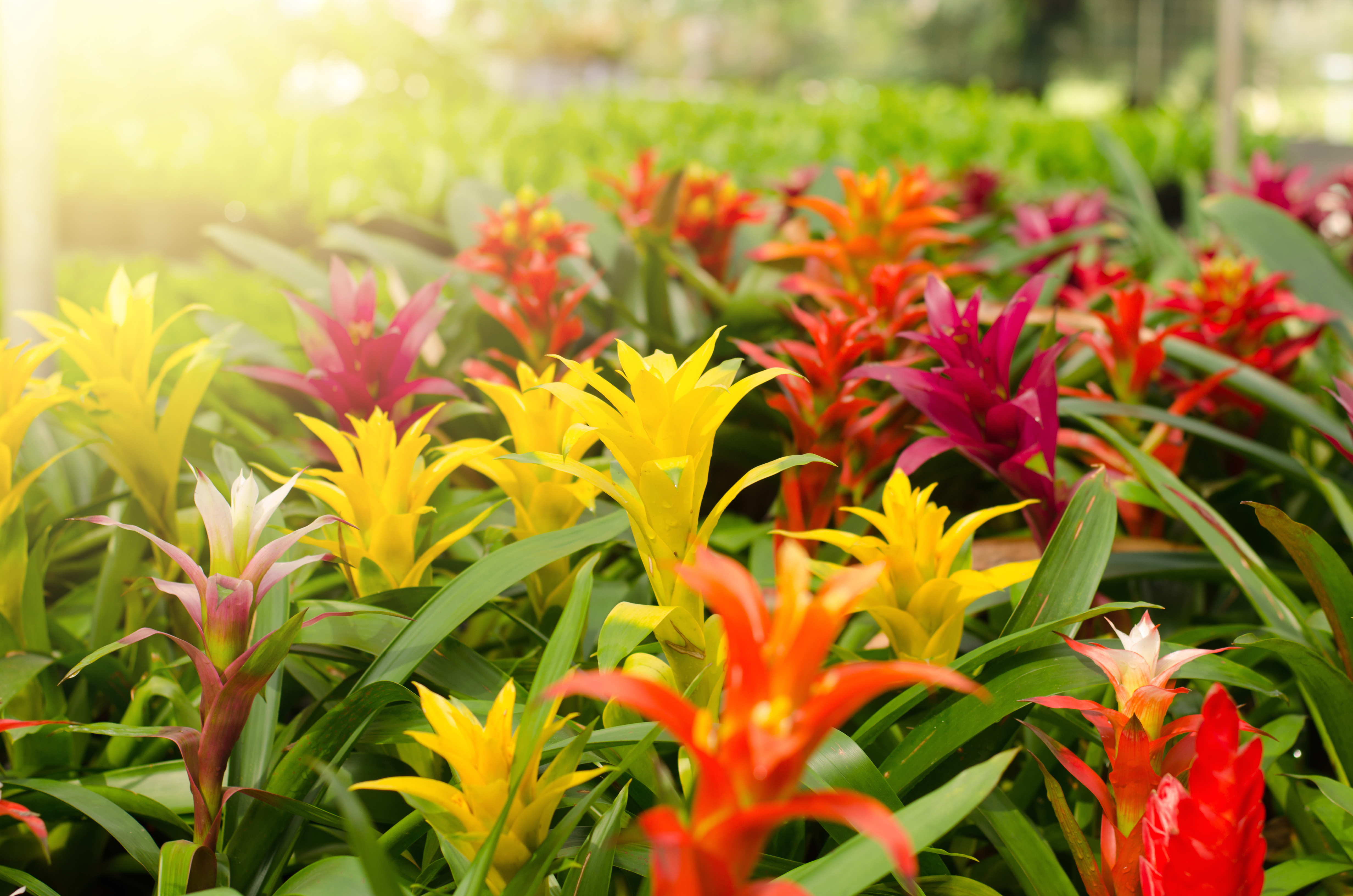 Bromelias: el toque exótico y vistoso que necesita su casa