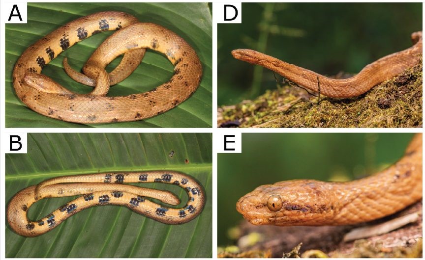 Describen una nueva especie de boa enana