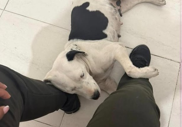 Perrita callejera que acompañaba patrullajes ahora es parte de una estación de Policía