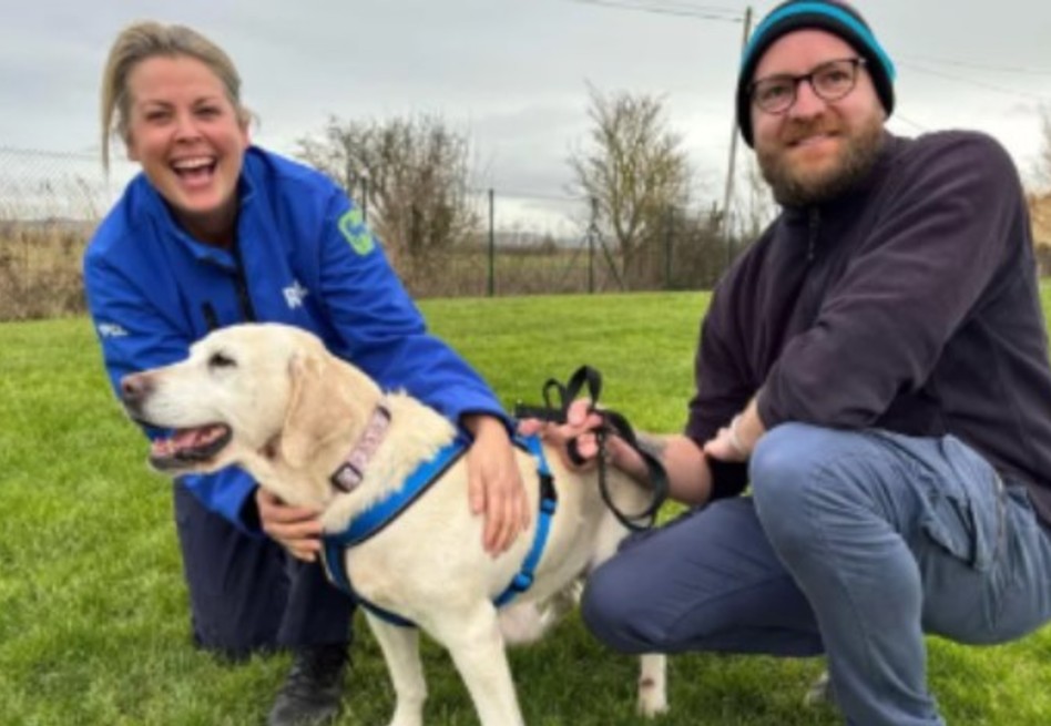 Reencuentro emotivo: Labrador robado regresa con su familia después de ocho años