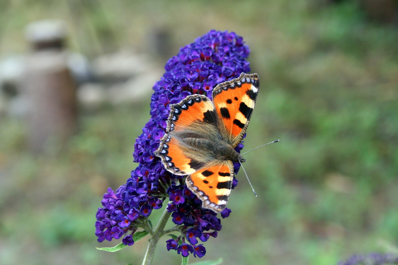 Buddleja, el arbusto de las mariposas que debe tener en su jardín