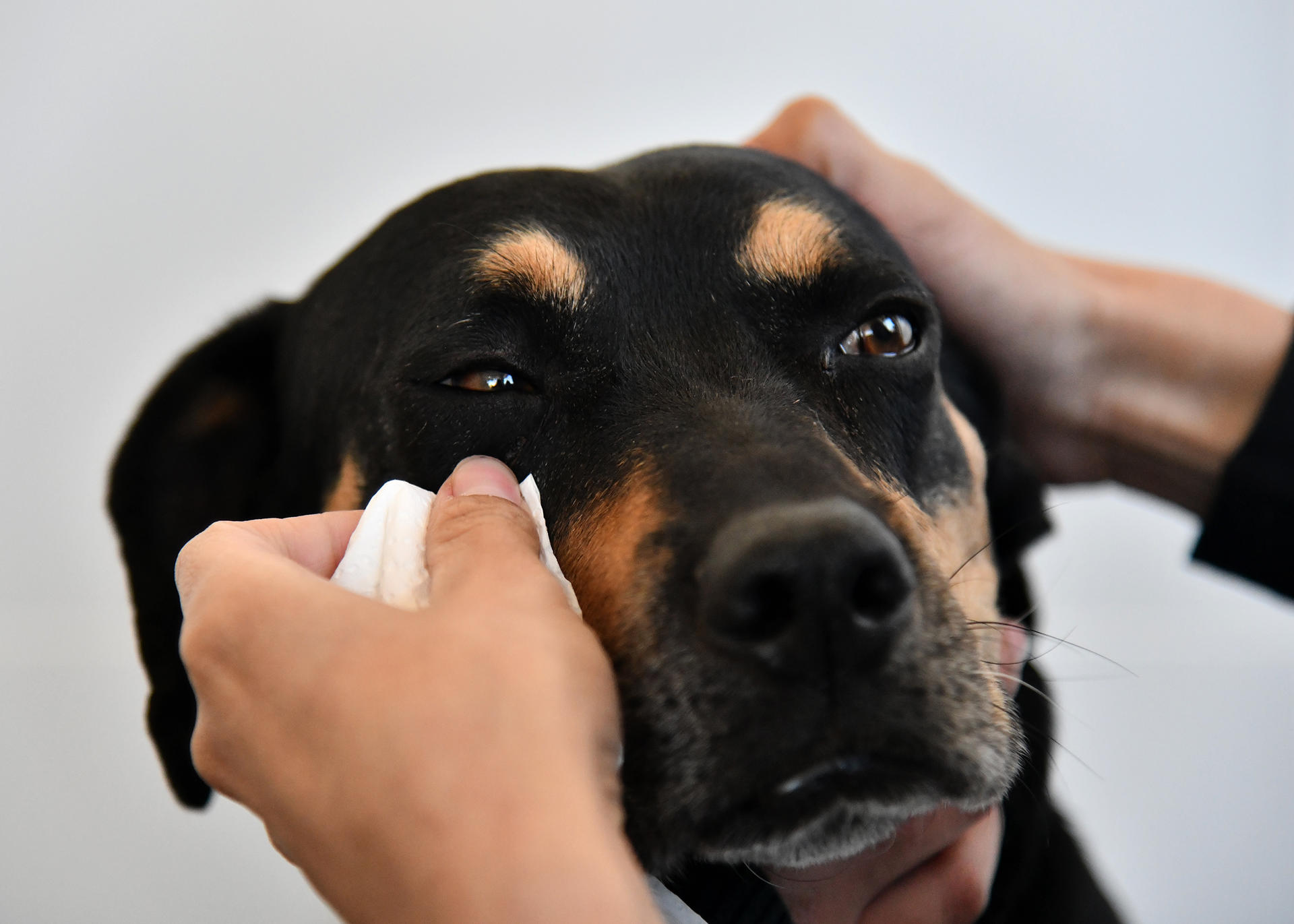 AME3291. COCHABAMBA (BOLIVIA), 22/06/2026.- Fotografía del 19 de junio de 2026 de un perro recibiendo atención en la Clínica Veterinaria Municipal en Cochabamba (Bolivia). EFE/ Jorge Ábrego
