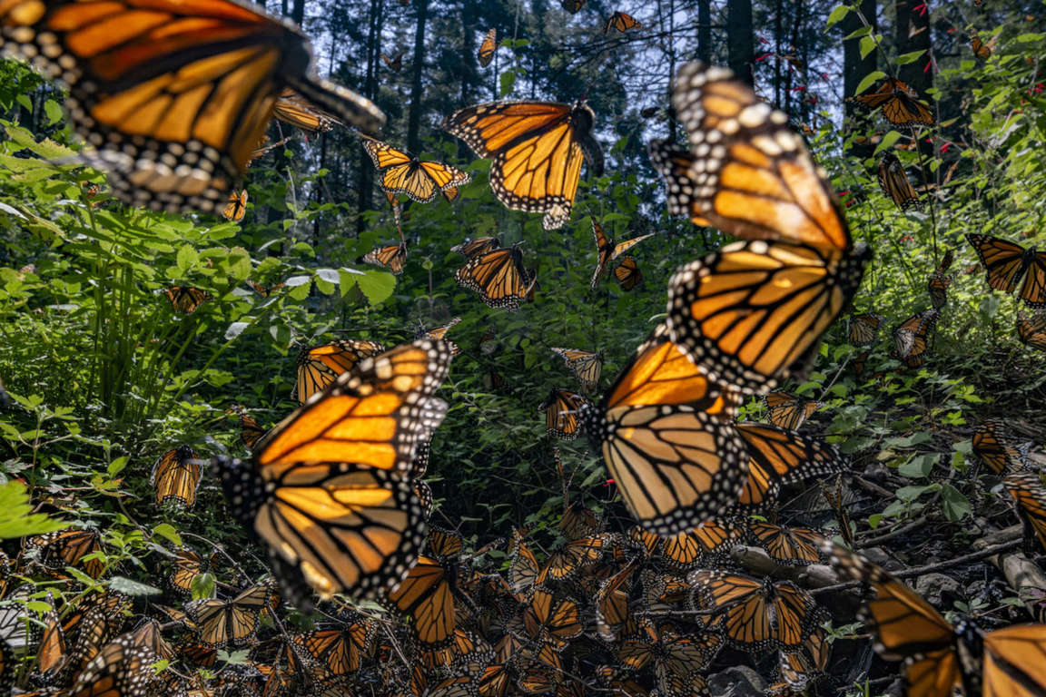 Mariposas monarca en bosques de abetos, México, 2022