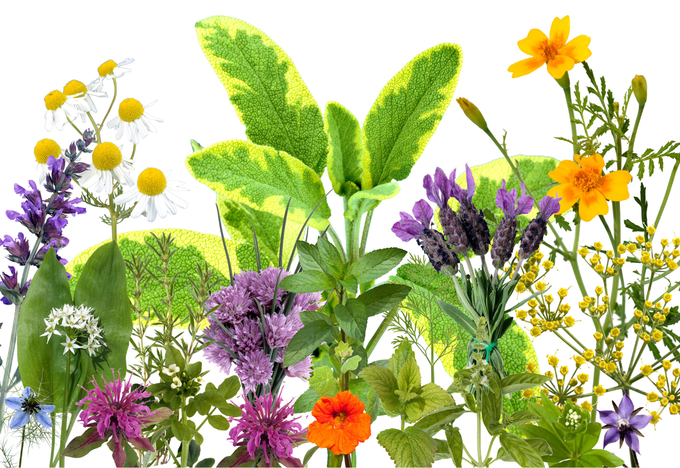 Cinco plantas aromáticas que puede sembrar en casa: beneficios y cuidados
