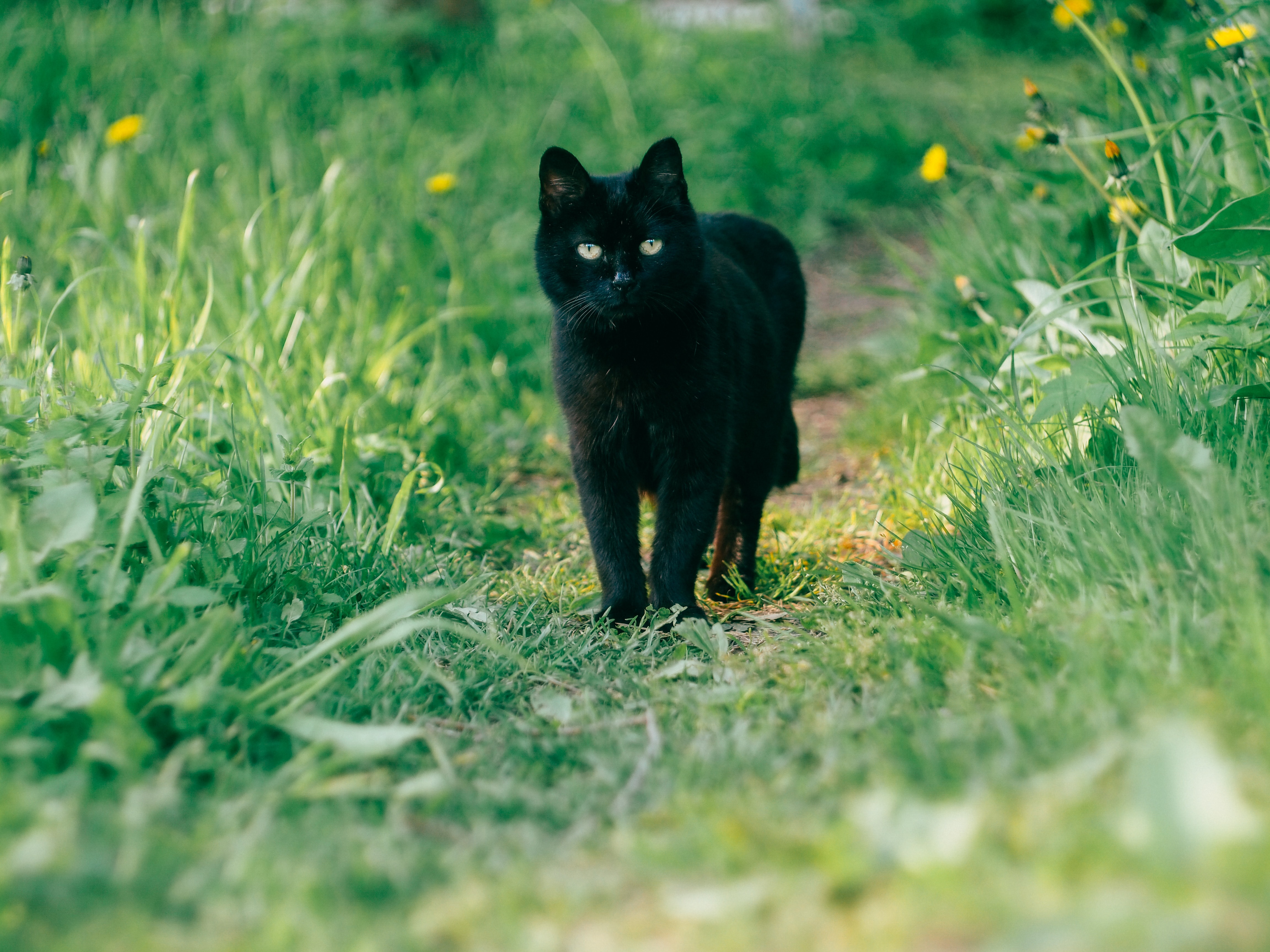 La emotiva historia del gato callejero que visita al veterinario cada primavera