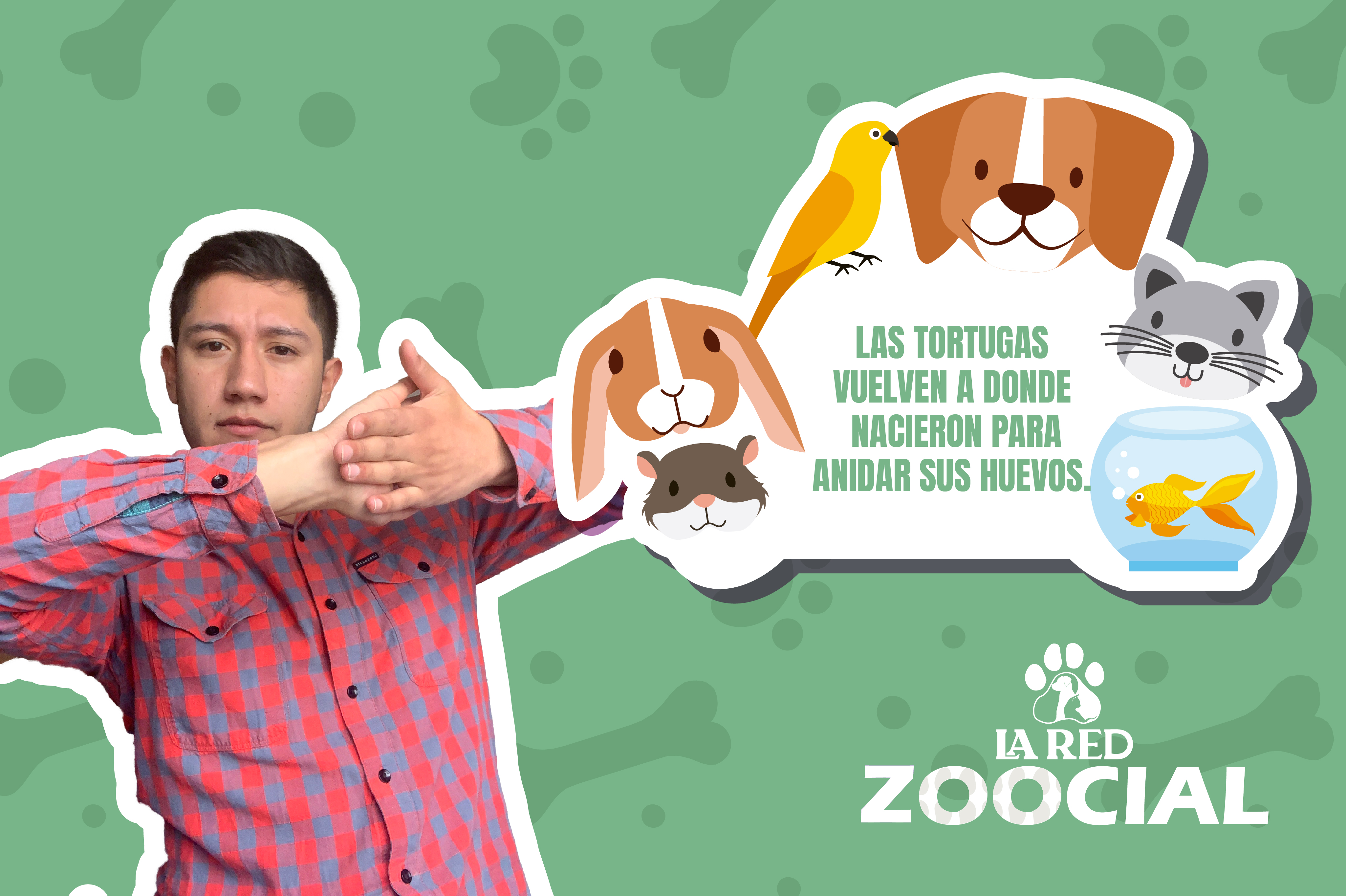 (VÍDEO) ¿Por qué las tortugas marinas recuerdan su lugar de nacimiento?