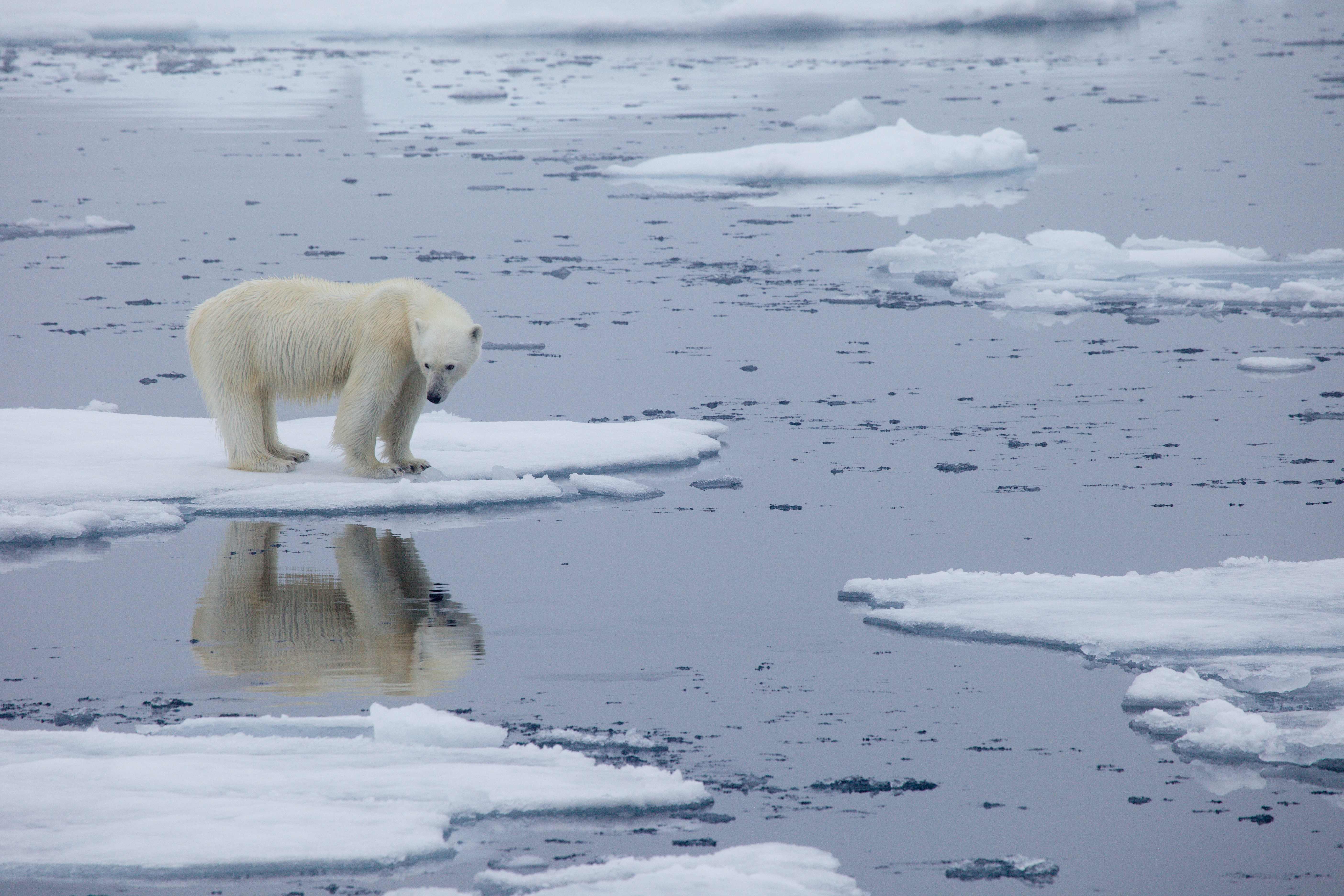 El calentamiento global podría llevar a la extinción de los osos polares  antes de 2100, según estudio