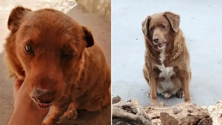 Bobi, el perro más longevo del mundo, murió a los 31 años de edad