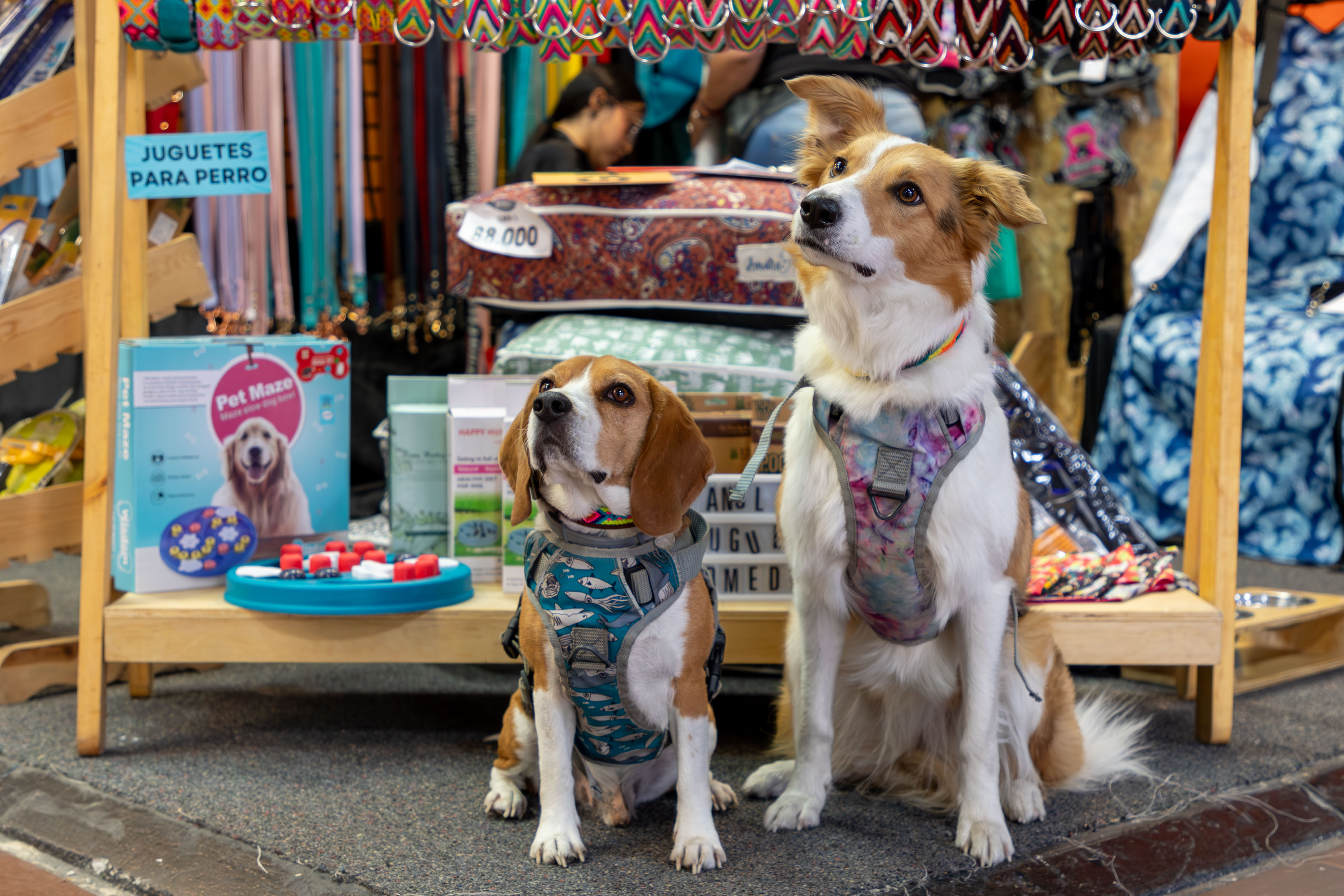 Se inicia Expopet 2024: el encuentro imperdible para los amantes de las mascotas