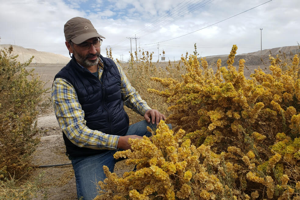 Un «desierto verde» contra el calentamiento global, el reto de científicos chilenos