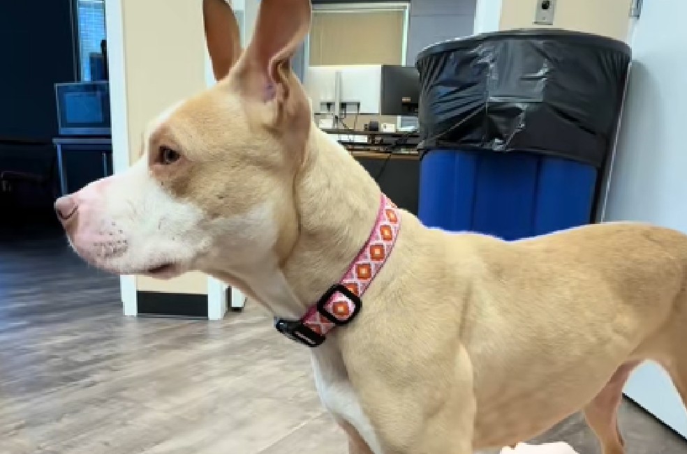 La historia de Rose, la perrita que superó el abandono y encontró su hogar ideal