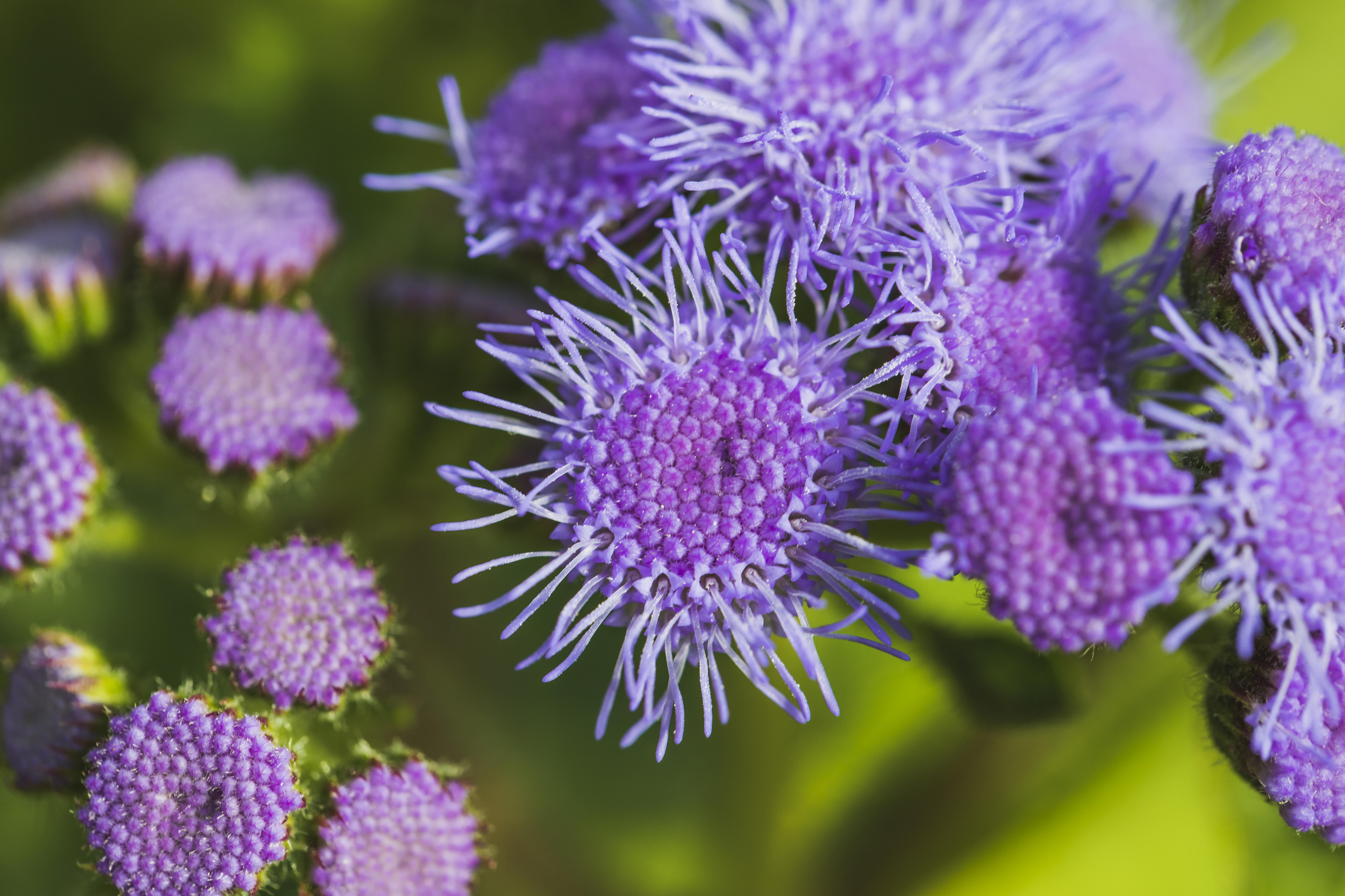 Ageratum