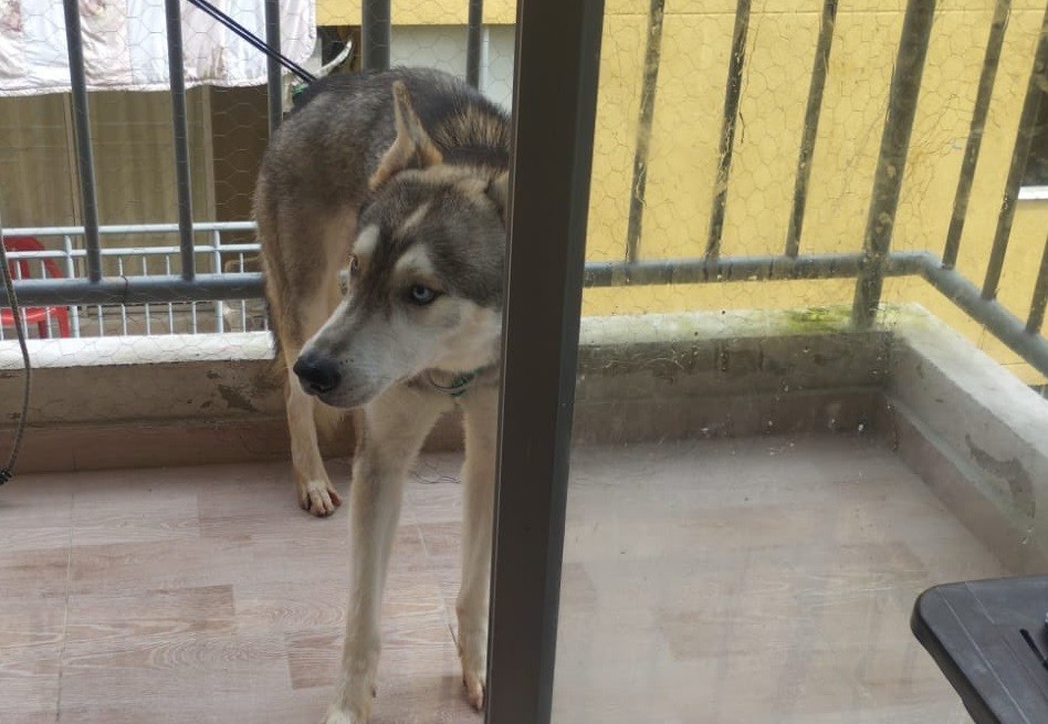 En el video se observa cómo un hombre se acerca a la mascota y le genera una descarga eléctrica.