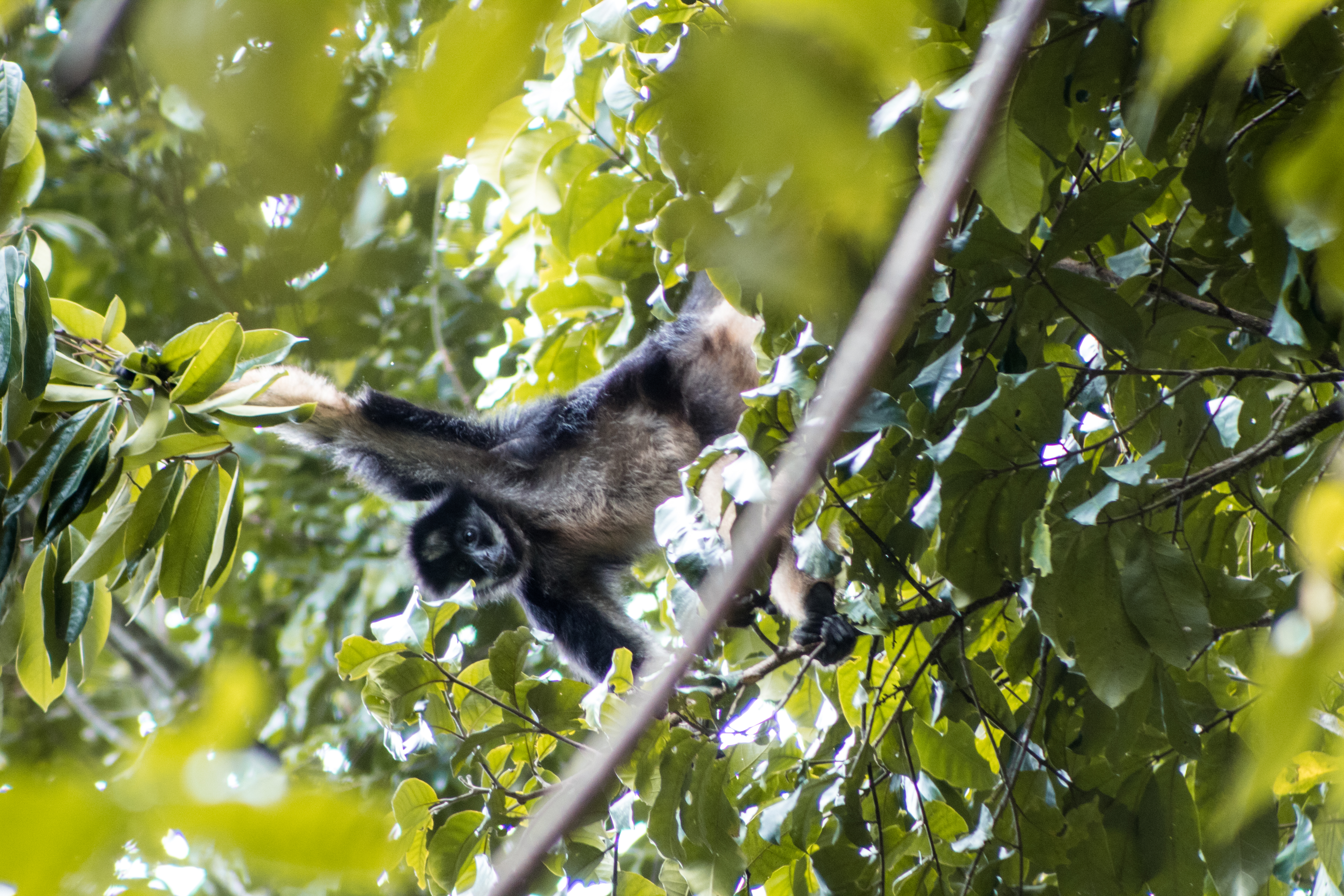 El reto de conservar el mono araña