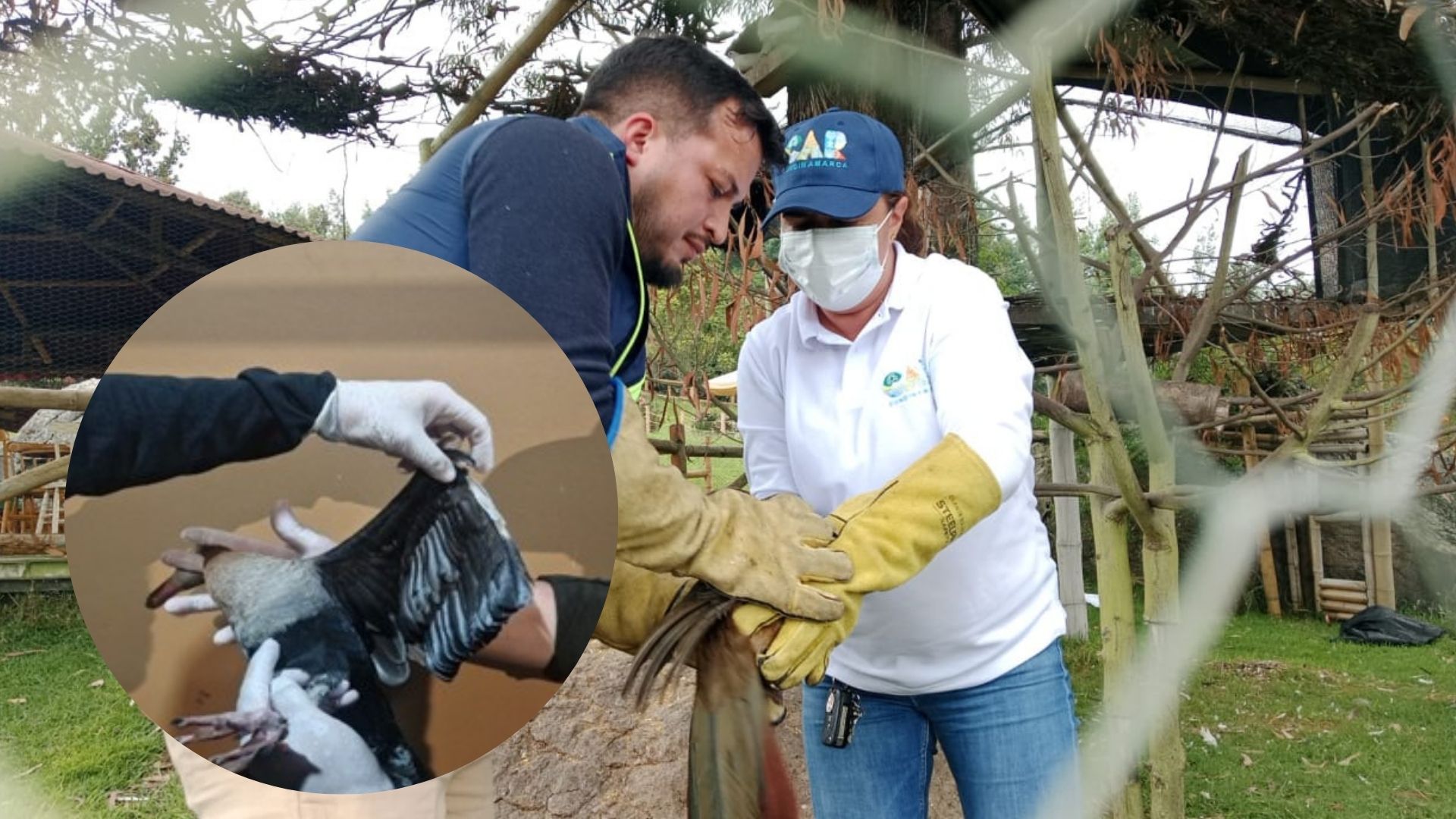 Hallan más de 20 aves cautivas y mutiladas en restaurante de Subachoque