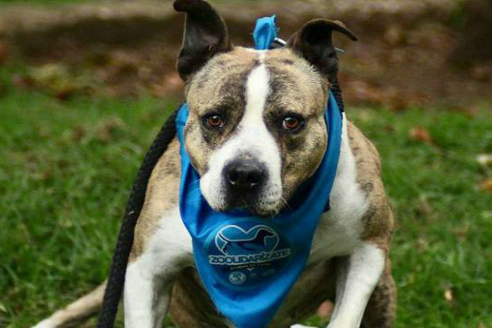 Este viernes se realizará jornada de adopción animal en el Centro Comercial Gran Estación