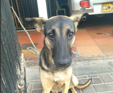 Perros albergue Pataclau