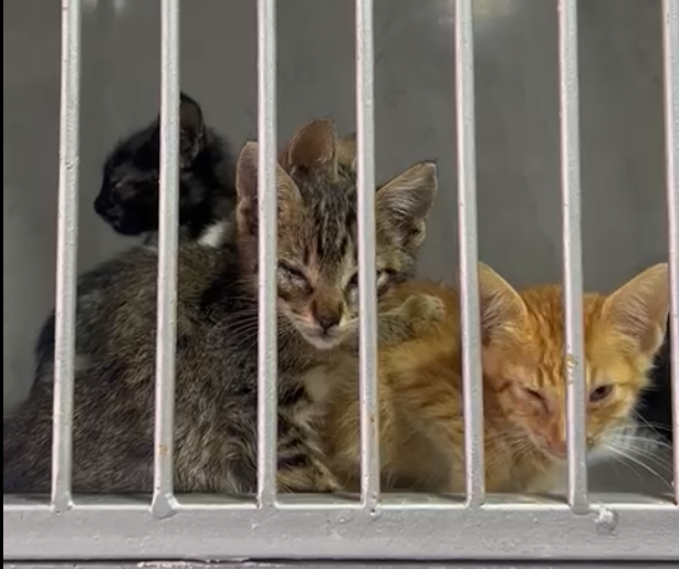 Catorce gatitos sobrevivieron al incendio en Santa Marta, así puede ayudarlos