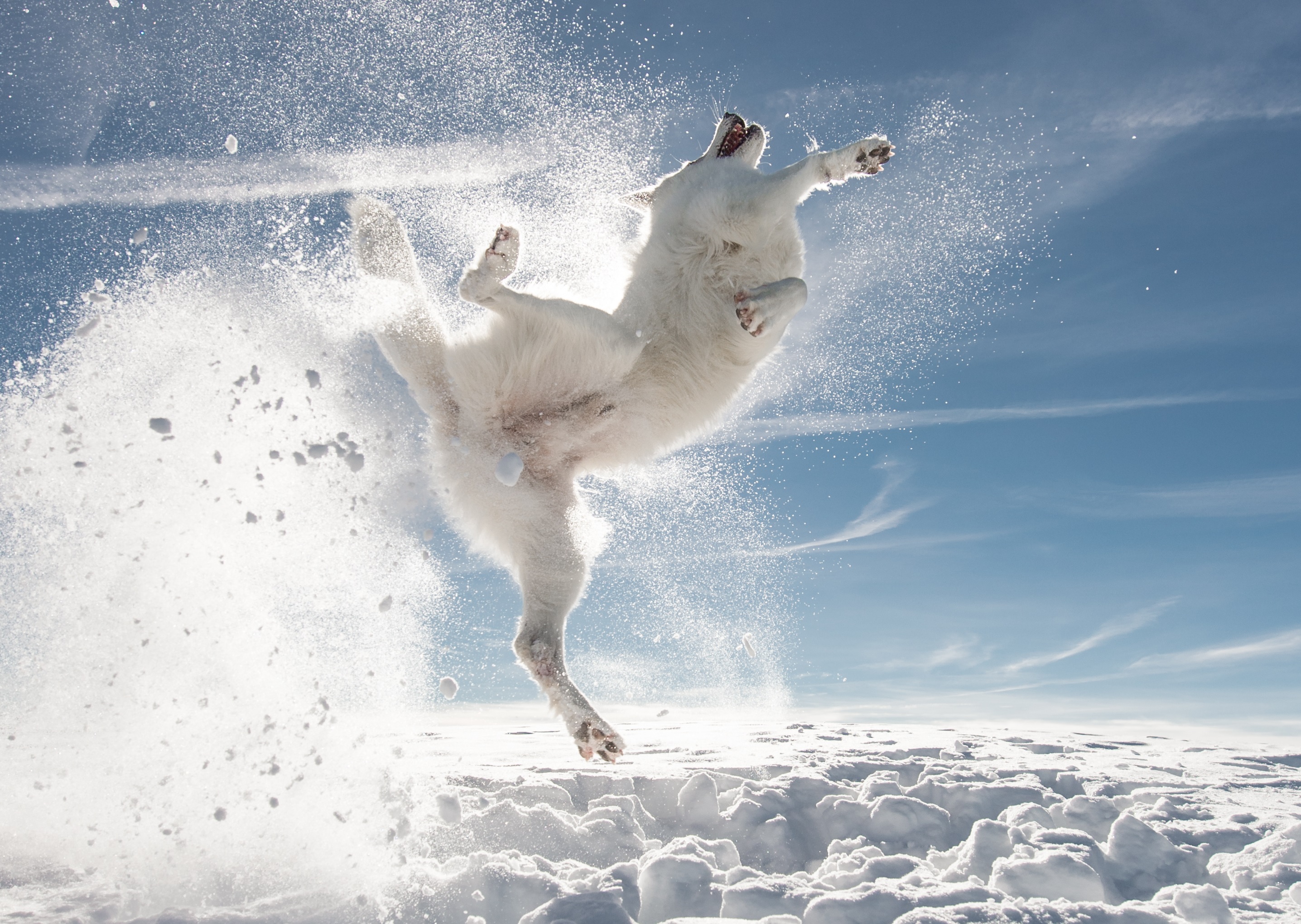 Fotos graciosas de animales