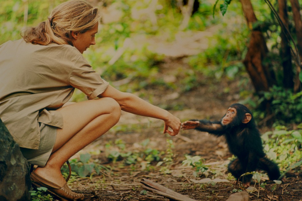 La película que persigue los pasos de la defensora de los chimpancés