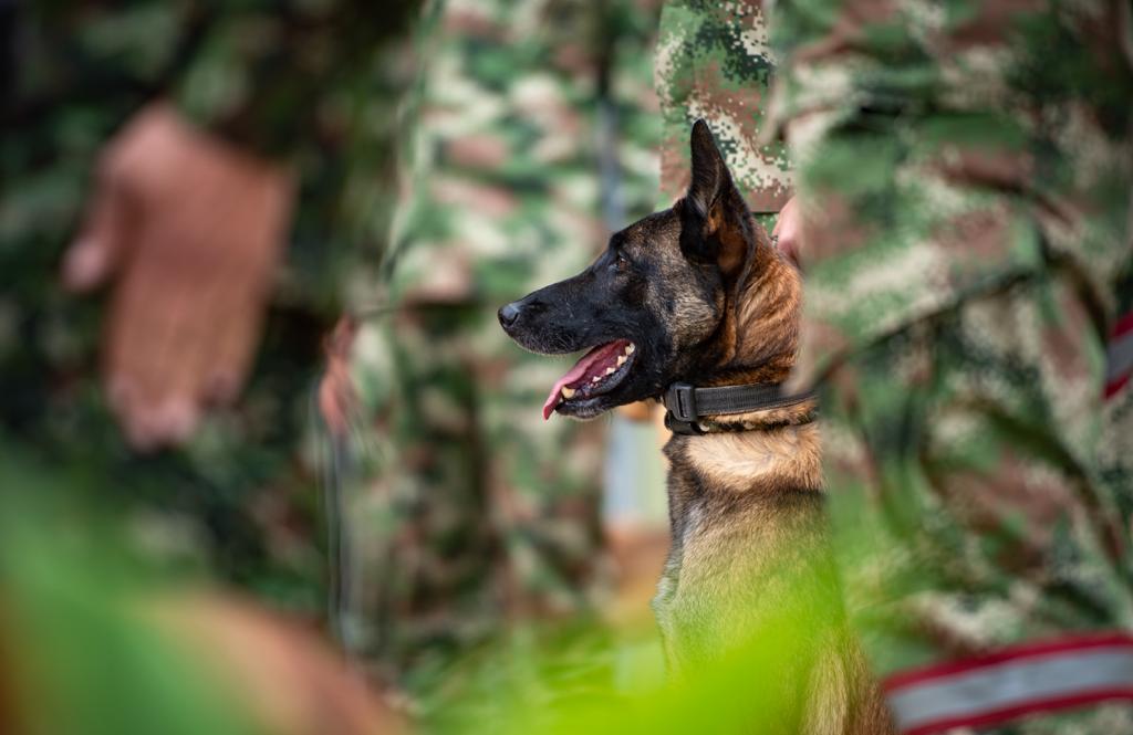 Así es la escuela de Wilson, el heroíco perro que ayudó a encontrar a los niños del Guaviare | EL ESPECTADOR