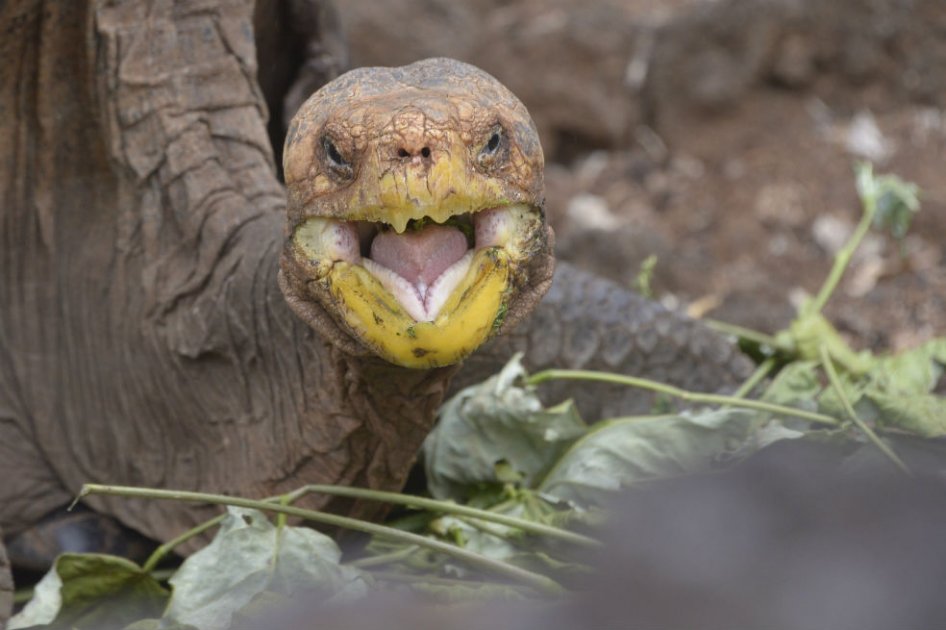 Diego, la tortuga súper macho que salvó a su especie en las islas Galápagos