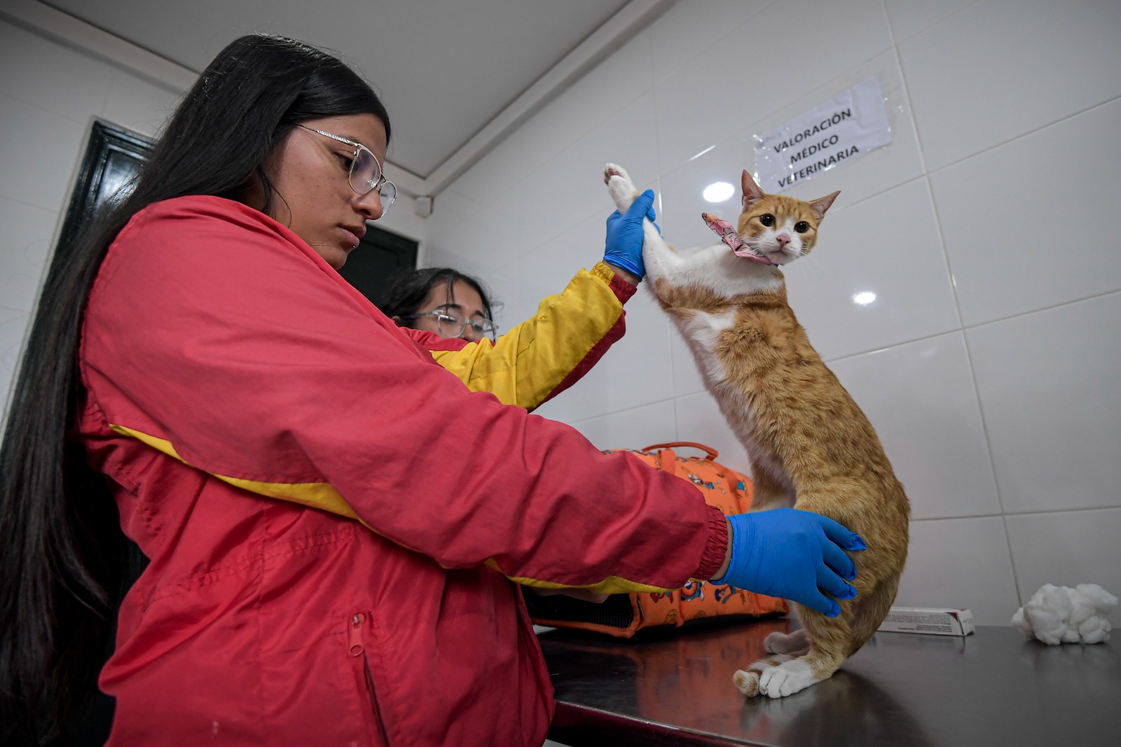 El bus que recorre el sur de Bogotá atendiendo a los animales en condición de calle
