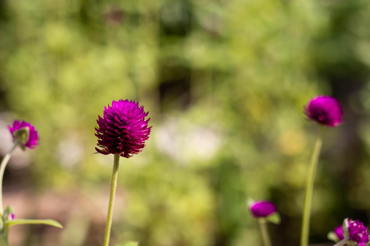 Amaranto globo: la planta ornamental que dará color y vida a su jardín