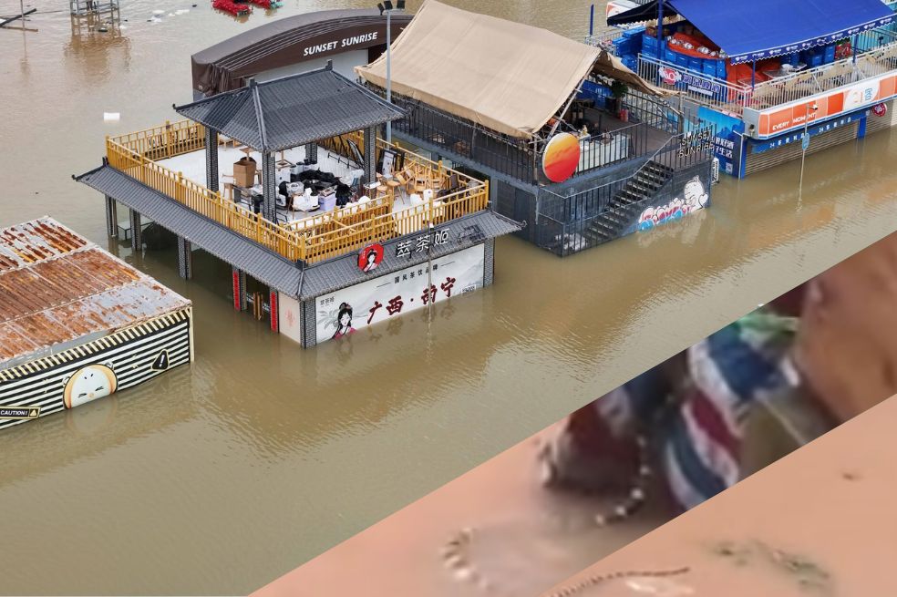 Inundaciones en el sur de China liberan cientos de serpientes, entre ellas cobras venenosas
