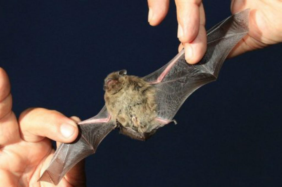 Un científico sostiene un murciélago el 1 de septiembre de 2012 en un evento en Mikulov
