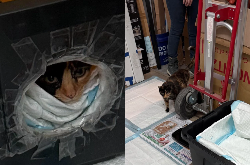 Gata callejera se coló en una oficina con una sorpresa que los dejó sin palabras