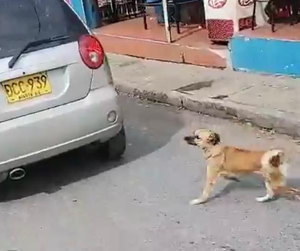 Indignación en Santander por presunto caso de abandono animal en plena vía publica