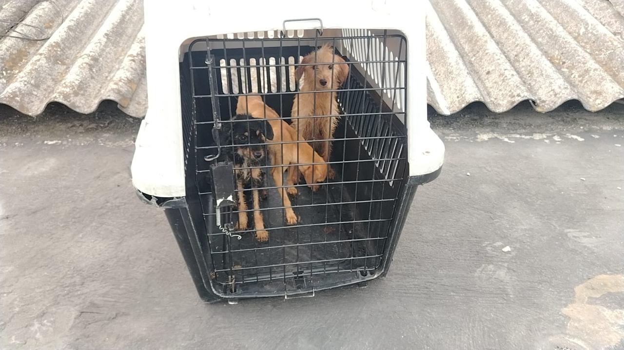 ¿Quién controla a los maltradores de animales y por qué hoy pueden seguir adoptando?