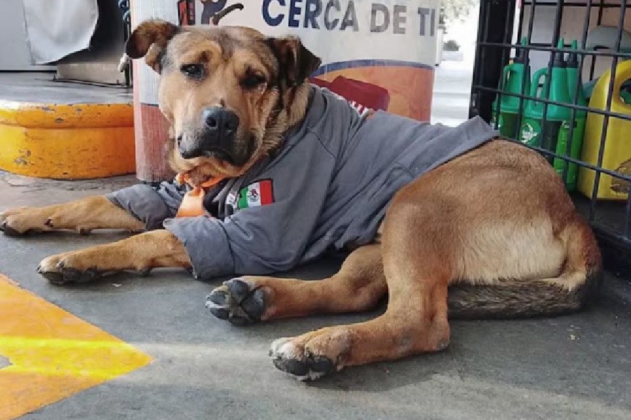 Murió Solovino tras ser atropellado, el famoso perro que atendía una gasolinera en México