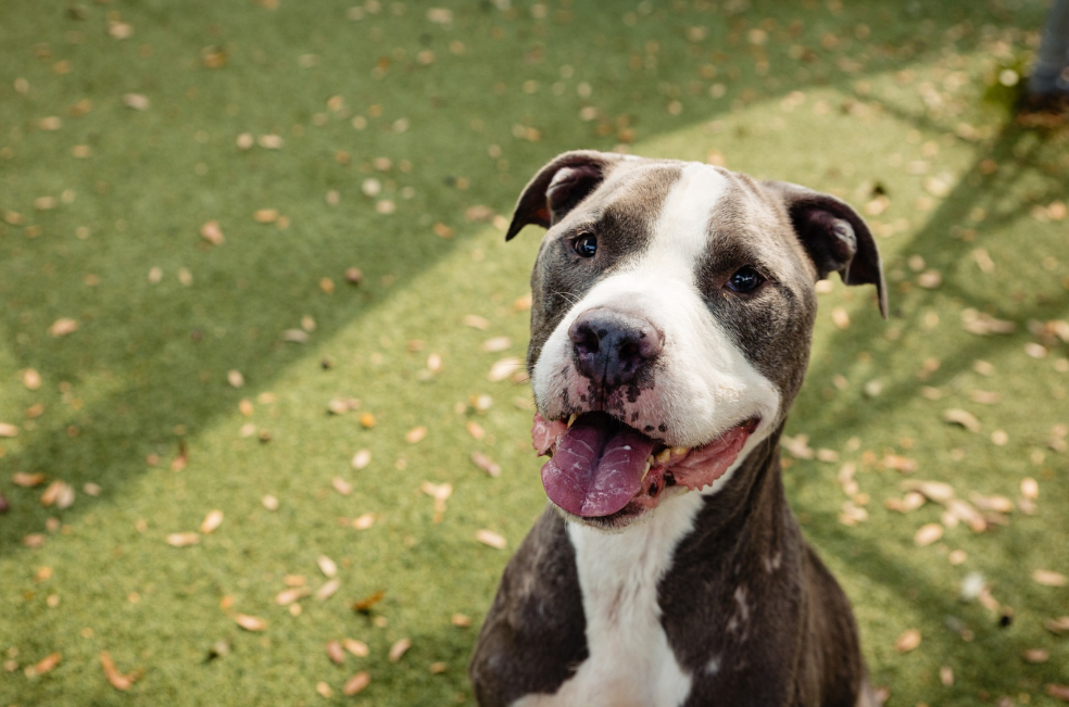 Cartagena tendrá nueva clínica veterinaria pública para animales de la calle