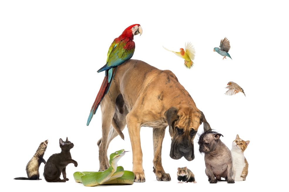 Los animales tienen derechos