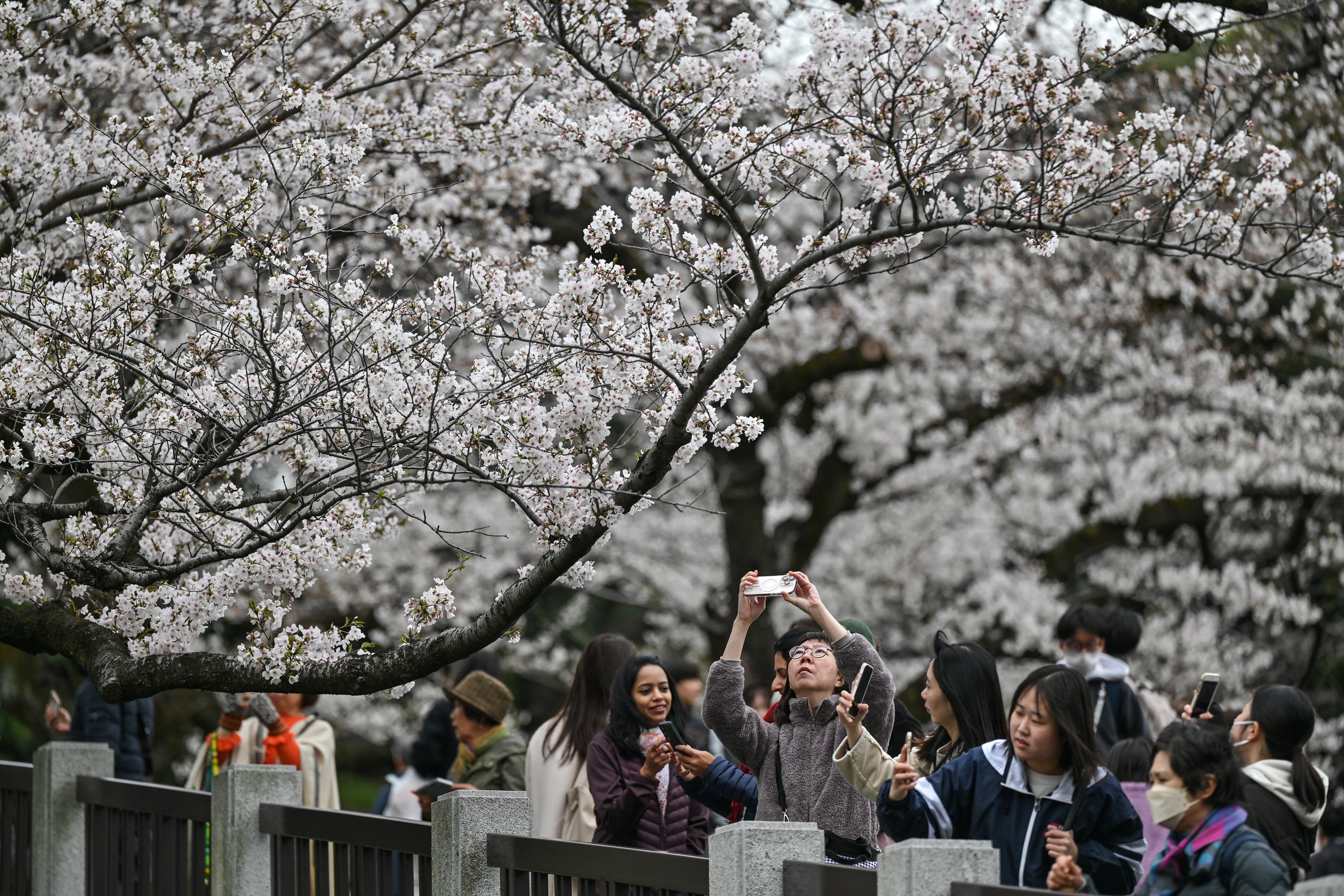 En imágenes: la floración de cerezos en Tokio atra a miles de turistas