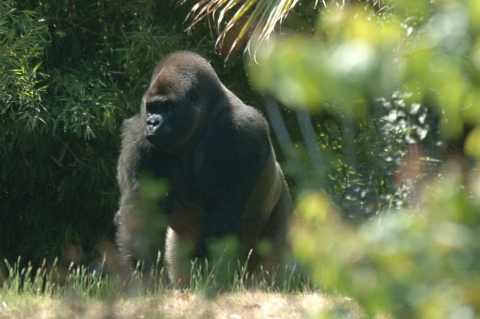 Luto en México: murió el gorila ‘Bantú’