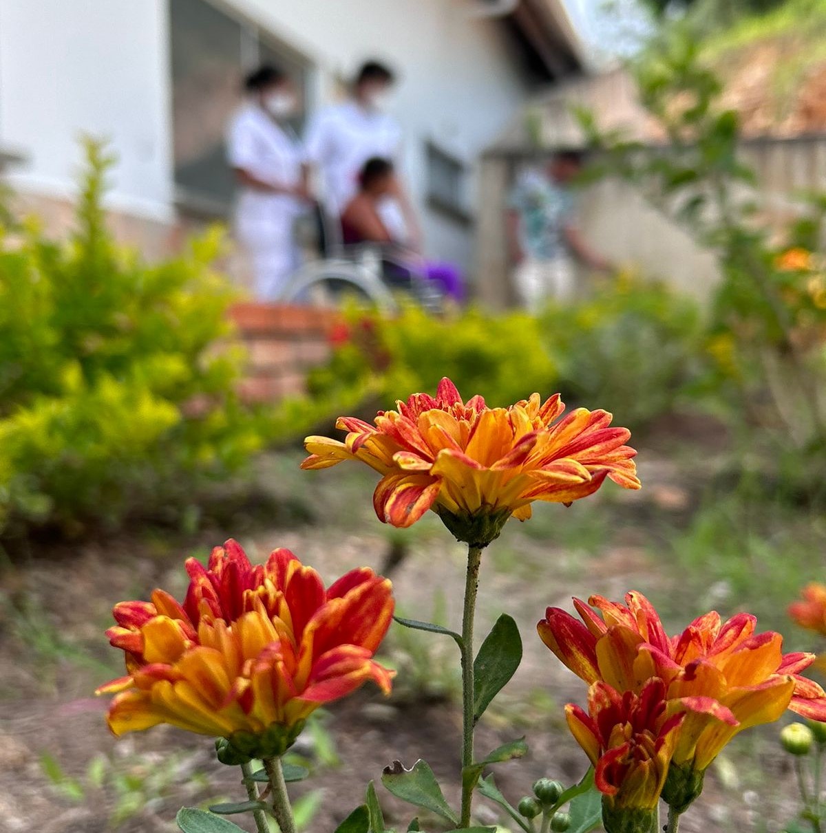 Jardín medicinal